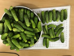 Vietnam Marinated Pickled Baby Cucumbers in Glass <b>Jar</b> 370ml, 720ml, 1500ml - Product Image 6