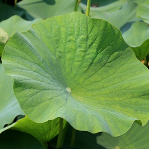 Lotus séché 100% naturel du vietnam - Product Image 1