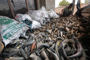 Rouleaux de cornes naturelles de haute qualité, 5 m, meilleure qualité, pour sceau et sceau, menfai 100% - Product Image 5