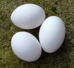 fertile chicken eggs for sale - Product Image 1