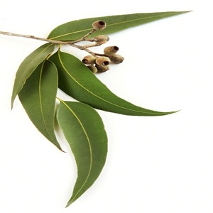 Usine En Gros 100% D'eucalyptus Huile Essentielle - Product Image 2