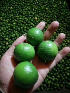 High Quality Vietnamese Seedless Limes Best Price <b>Fresh</b> <b>Citrus</b> <b>Fruit</b> Style - Product Image 4