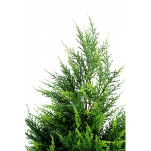 100% tinh khiết cây bách tinh dầu hữu cơ Cupressus sempervirens dầu cho hương liệu da điều trị sử dụng số lượng lớn bán buôn cung cấp - Product Image 3