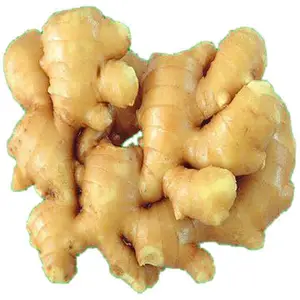 THE BEST FRESH GINGER IN 2021 / WHATSAPP: +84 979558557