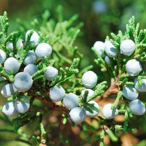 Aceite esencial Cade de grado terapéutico Natural puro 100% orgánico para el cuidado del cabello de la piel eficaz para la Psoriasis Eczema - Product Image 3