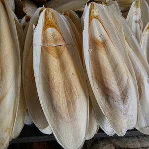 Hueso de sepia a granel de Vietnam, tamaño grande - Product Image 1