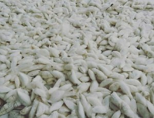 High Quality Eri Silk Cocoon Natural Origin White Cocoon Cut Form <b>Material</b> Top Grade Indian <b>Raw</b> Customized <b>Packaging</b> - Product Image 2
