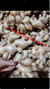 Gingembre frais biologique de haute qualité pour l'exportation - Product Image 6