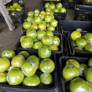 Malasia Premium fresco Tambun Pomelo