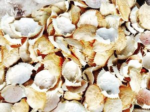 Coquilles de crabe propres de haute qualité en gros pour la vaisselle, provenant d'un fournisseur vietnamien - Product Image 2