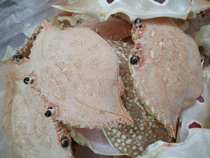 Cáscara de Cangrejo Seca / Cáscara de Cangrejo para Artesanía / Parte Superior de Cangrejo Seca y Limpia para Venta (Ms. Sandy 0084587176063WS) - Product Image 4