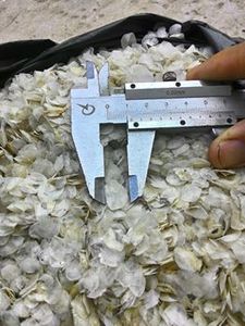 Las escamas de pescado seco de Grado Superior se utilizan para hacer colágeno, cosméticos, después de la descalcificación (AD) para exportación en Vietnam - Product Image 2