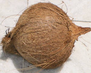 Noix de coco séchée au vietnam, prix très bas à vendre - Product Image 4