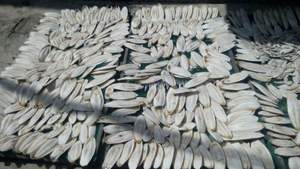 PRECIO COMPETITIVO VIETNAM CUTTLE FISH BONE / CUTTLEBONE / SQUID BONE - Product Image 6