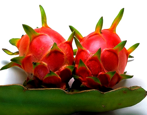 FRUITS DU DRAGON FRAIS/PITAYA AVEC LE PRIX CONCURRENTIEL - Product Image 1