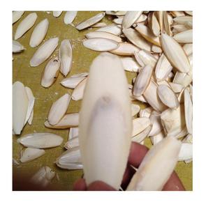 ARÊTE_CUTTLEBONE DE POISSON - Product Image 1