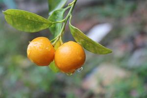 POLVO CALAMANSI-POLVO KUMQUAT - Product Image 4