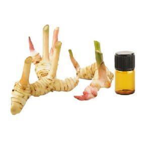 Janvi Herbs Huile essentielle de racine de galanga pur Extrait naturel de plantes pour la santé et la beauté Qualité thérapeutique Fournisseur d'exportation en vrac - Product Image 1