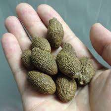 Vietnam Pang da hai/malva tuerca/scaphium macropodum (WS: 0084987731263) - Product Image 2