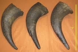 Produit en corne de buffle et corne décorative et taille personnalisée et décoration pour la maison et le salon à vendre - Product Image 6