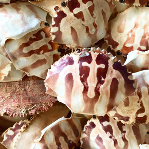 Concha de cangrejo azul, Exportación bellamente seca de Vietseafarm, fabricante de Vietnam - Product Image 3