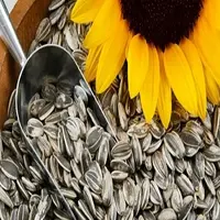 Top Quality Sunflower Seeds / Sunflower Seed Hulled / Sunflower Kernels from Ukraine for Sale