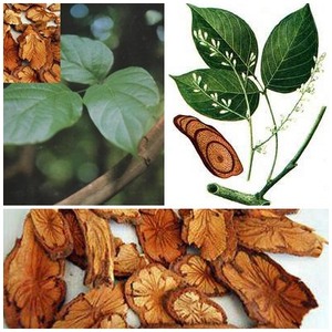 Sargentiodoxa CUNEATA vacances au prix le plus bas - Product Image 6