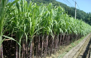 MELAZA DE CAÑA DE AZÚCAR LÍQUIDA/MELAZA DE CAÑA DE AZÚCAR para ALIMENTACIÓN ANIMAL/Sra. Lily - Product Image 3
