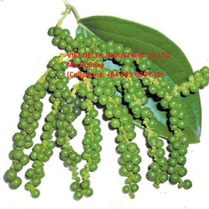 Pimiento verde con precio especial de Vietnam embalaje a granel - Product Image 5