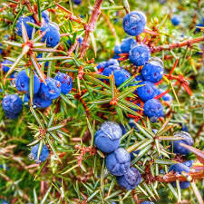 Aceite esencial orgánico Pure Cade 100% para difusor de aroma y fragancia de vela aromática - Product Image 5