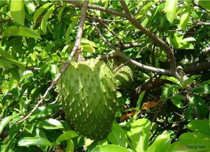 Poudre de fruit de graviola du Vietnam pour les vacances - Product Image 4