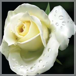 100% Toner distillé à la vapeur naturelle d'eau florale d'hydrosol blanc pur de l'Inde OEM et exportateur en vrac - Product Image 4