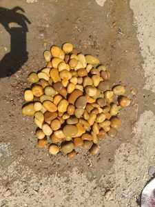Piedras Naturales de 3-5 cm, Diseño Moderno, Guijarros Pulidos, Ligeros, Lavados con Agua, Decoración para Jardines de Hoteles - Product Image 4