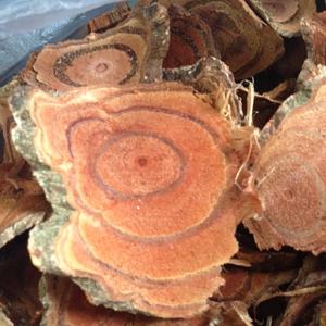 CAULIS SARGENTODOXAE/holboellia Cuneata Oliv/qualité supérieure à bas prix en provenance du Vietnam/Whatsapp Holiday - Product Image 1