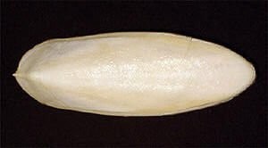 Hueso de Sepia Entero/ Hueso de Sepia Asiática para Aves - Product Image 4