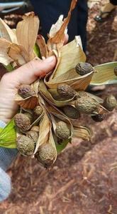 Vietnam Pang da hai/malva tuerca/scaphium macropodum (WS: 0084987731263) - Product Image 5