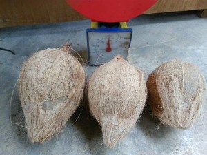 Noix de coco séchée au vietnam, prix très bas à vendre - Product Image 5