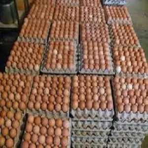 Ovos para incubação férteis