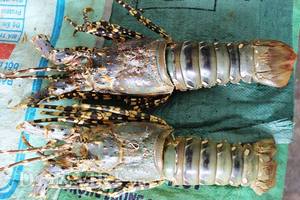 เปลือกกุ้งแห้ง/ ไคติน/ ไคโตซาน/ ผง/ ราคาถูกที่สุดจากเวียดนาม/ อลิซ (+84 904 183 651) - Product Image 5