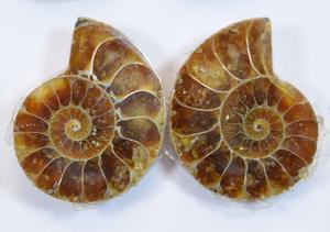 Una calidad óptima de amonita 925 anillos de plata para las niñas - Product Image 3