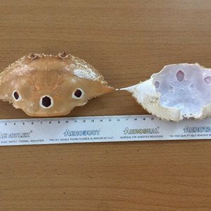 Vente en gros de coquilles de crabe propres de haute qualité-Coquille de crabe séchée pour l'artisanat à prix compétitif du Vietnam - Product Image 2