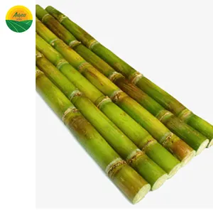 VIET NAM GREEN SUGARCANE WITH BEST PRICE