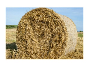 Dried Rice Paddy <b>Straw</b> <b>Bales</b> for Sales - Product Image 4