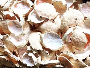 Coquilles de crabe propres de haute qualité en gros pour la vaisselle, provenant d'un fournisseur vietnamien - Product Image 4