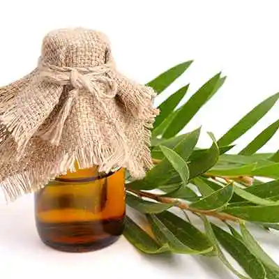 Quantité en vrac de haute qualité huiles essentielles naturelles traitement de l'acné et des boutons huile essentielle d'arbre à thé pour l'exportation