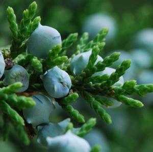 Vente en gros de marque privée d'huile essentielle de baies de genévrier, d'huile essentielle de qualité supérieure pour diffuseur de massage - Product Image 3