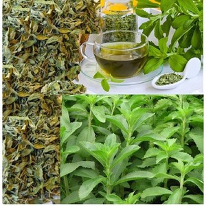 STEVIA RABAUDIANA SÉCHÉE À VENDRE CULTURE - Product Image 2