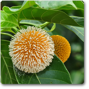 Bulk Quantity <b>100</b>% Pure and Natural Kadam Attar Perfume Oil 50ml Aromatherapy Supplier - Product Image 3