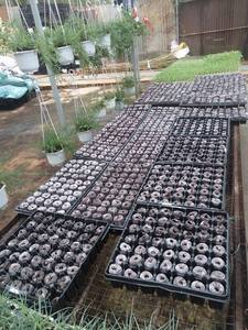 HOT PRODUCT for INDUSTRIAL!!! COCOPEAT <b>GROW</b> <b>BAG</b> FROM VIETNAM WITH COMPETITIVE PRICE and HIGH QUALITY PRODUCT in 2022 - Product Image 3
