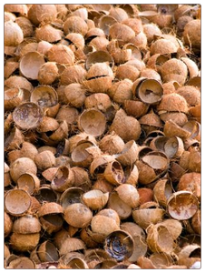 เวียดนามมะพร้าว/มะพร้าวบด Shell/มะพร้าว (WS: 0084987731263) - Product Image 2